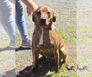Mountain Cur-Unknown Mix Dogs for adoption in Alexander, AR, USA