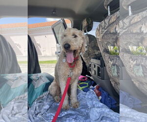 Goldendoodle Dogs for adoption in Plantation, FL, USA
