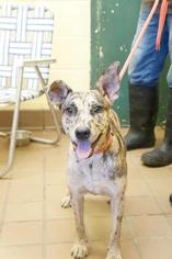 Catahoula Leopard Dog-Unknown Mix Dogs for adoption in Greenwood, MS, USA