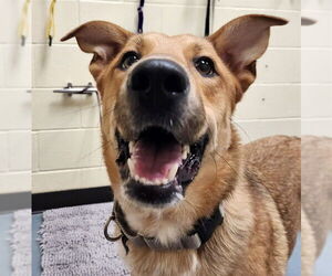 Mutt Dogs for adoption in Denver, CO, USA