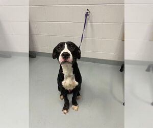 Mutt Dogs for adoption in St. Cloud, FL, USA