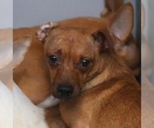 Chihuahua-Unknown Mix Dogs for adoption in San Antonio, TX, USA