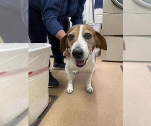 Bagle Hound Dogs for adoption in Lovingston, VA, USA