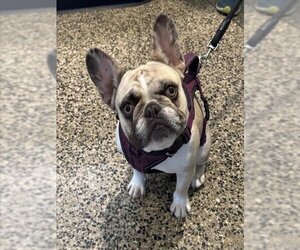 French Bulldog Dogs for adoption in Tracy, CA, USA