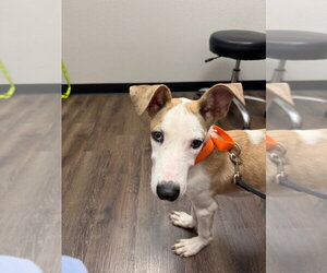 Great Dane Dogs for adoption in Bullard, TX, USA