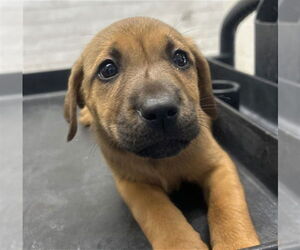 American Pit Bull Terrier-Unknown Mix Dogs for adoption in San Bernardino, CA, USA