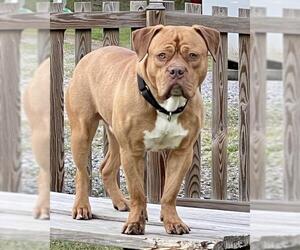 Dogue de Bordeaux Dogs for adoption in Richmond, VA, USA