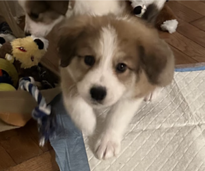 Collie-Great Pyrenees Mix Dogs for adoption in Brooklyn, NY, USA