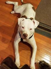 Dogo Argentino Dogs for adoption in Sterling, VA, USA