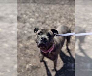 American Pit Bull Terrier Dogs for adoption in Saginaw, MI, USA