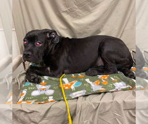 Mutt Dogs for adoption in Modesto, CA, USA