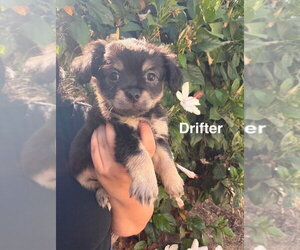 Poodle (Miniature)-Unknown Mix Dogs for adoption in Studio City, CA, USA