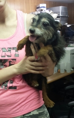 Medium Photo #1 Mutt Puppy For Sale in Livingston, TX, USA
