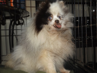 Medium Photo #1 Pomeranian Puppy For Sale in Zaleski, OH, USA
