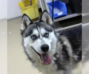 Siberian Husky Dogs for adoption in Nashville, TN, USA