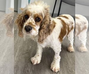 Cocker Spaniel Dogs for adoption in Westminster, MD, USA