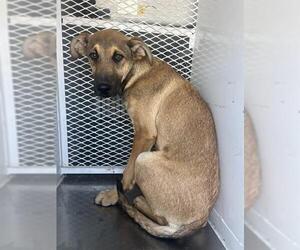 German Shepherd Dog Dogs for adoption in Bakersfield, CA, USA
