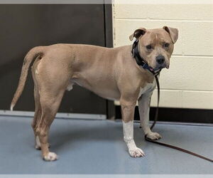 American Staffordshire Terrier Dogs for adoption in Denver, CO, USA