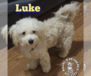 Maltese-Unknown Mix Dogs for adoption in Omaha, NE, USA