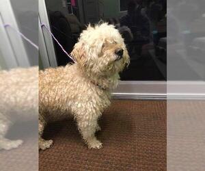 Mutt Dogs for adoption in La Porte, IN, USA