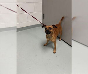 Mutt Dogs for adoption in St. Cloud, FL, USA