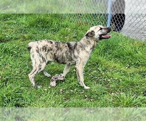 German Shepherd Dog-Unknown Mix Dogs for adoption in McKinleyville, CA, USA
