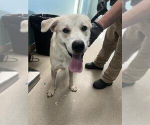 Labrador Retriever-Unknown Mix Dogs for adoption in Newton, NC, USA