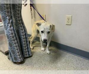 Labrador Retriever-Unknown Mix Dogs for adoption in Visalia, CA, USA