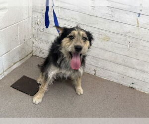 Mutt Dogs for adoption in San Bernardino, CA, USA
