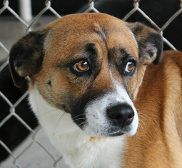 Beagi Dogs for adoption in Hilton Head, SC, USA