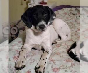 English Setter-Unknown Mix Dogs for adoption in Ramsey, NJ, USA