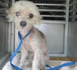 Poodle (Miniature) Dogs for adoption in Conroe, TX, USA