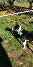 Border Collie-Unknown Mix Dogs for adoption in Custer, WA, USA