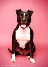 American Boston Bull Terrier Dogs for adoption in Blacklick, OH, USA