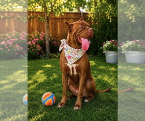 Mutt Dogs for adoption in Euless, TX, USA