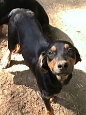 Redbone Coonhound-Unknown Mix Dogs for adoption in Harrison, AR, USA