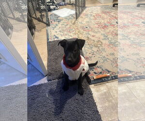 Labrador Retriever-Unknown Mix Dogs for adoption in Plainfield, IL, USA
