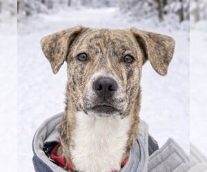 Labrador Retriever-Unknown Mix Dogs for adoption in Canton, CT, USA