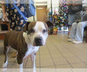 Boxer Dogs for adoption in Ocala, FL, USA