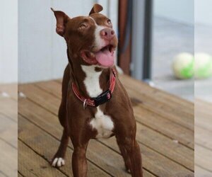 American Pit Bull Terrier Dogs for adoption in Valley Village, CA, USA