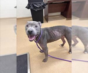 American Pit Bull Terrier Dogs for adoption in Derwood, MD, USA