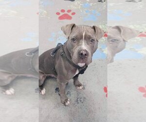 American Bulldog-Unknown Mix Dogs for adoption in Calhoun, GA, USA