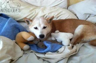 Shiba Inu Dogs for adoption in Troy, IL, USA