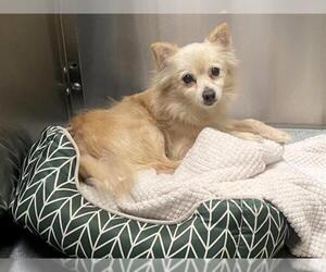 Chiranian Dogs for adoption in Orange, CA, USA