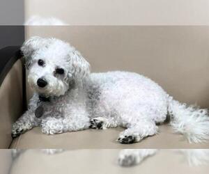 Maltipoo Dogs for adoption in Crossville, TN, USA