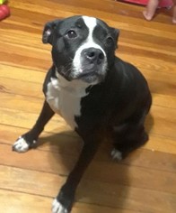 Medium Photo #1 Boxer-Unknown Mix Puppy For Sale in Rockaway, NJ, USA