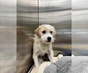 Cairn Terrier-Unknown Mix Dogs for adoption in Tracy, CA, USA