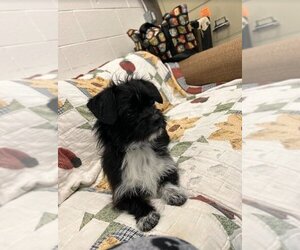 Labrador Retriever Dogs for adoption in Muskegon, MI, USA