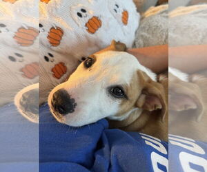 American Pit Bull Terrier-Unknown Mix Dogs for adoption in Wakefield, RI, USA