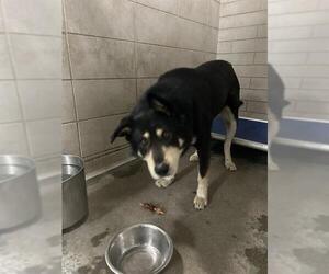 German Shepherd Dog-Siberian Husky Mix Dogs for adoption in Stockton, CA, USA